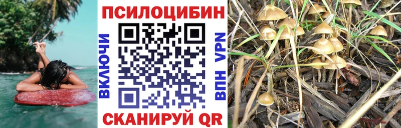 Псилоцибиновые грибы Psilocybine cubensis  Няндома 
